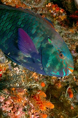 Raja Ampat 2016 - Scarus niger - Swarthy parrotfish - Poisson perroquet Brun femelle - IMG_5105_rc